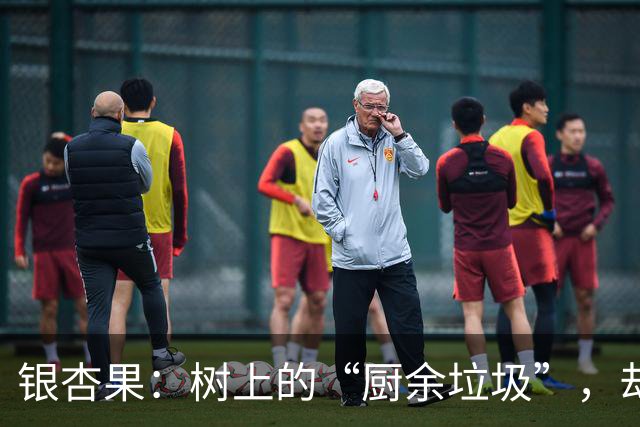 银杏果：树上的“厨余垃圾”，却有点神秘不可小觑